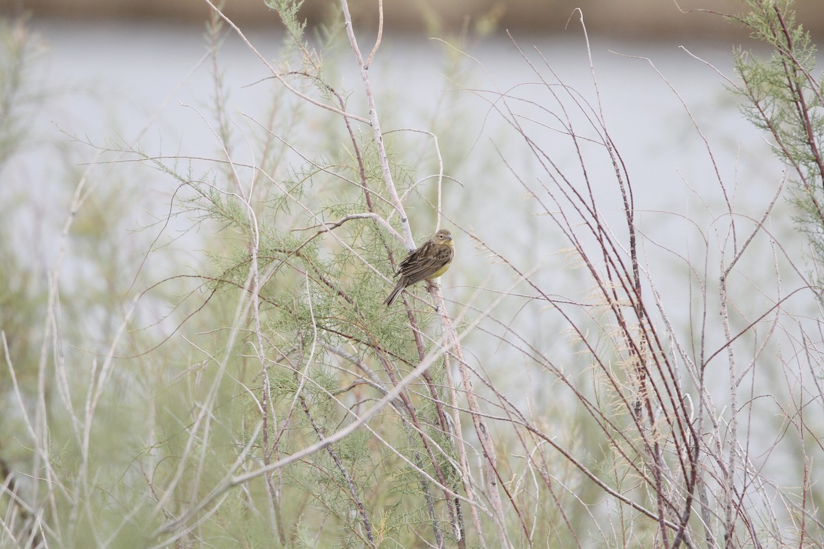 Grassland Yellow-Finch - ML646155013