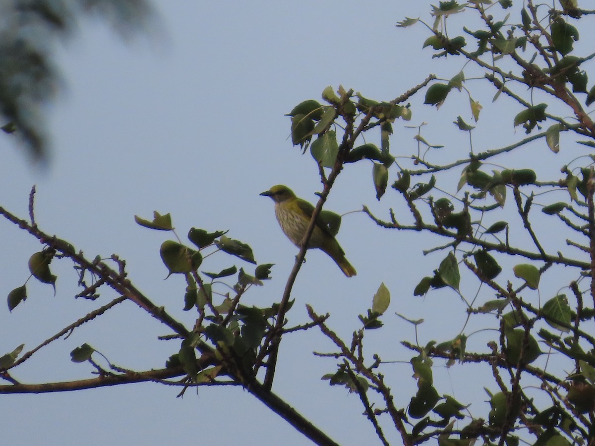 Indian Golden Oriole - ML646155014