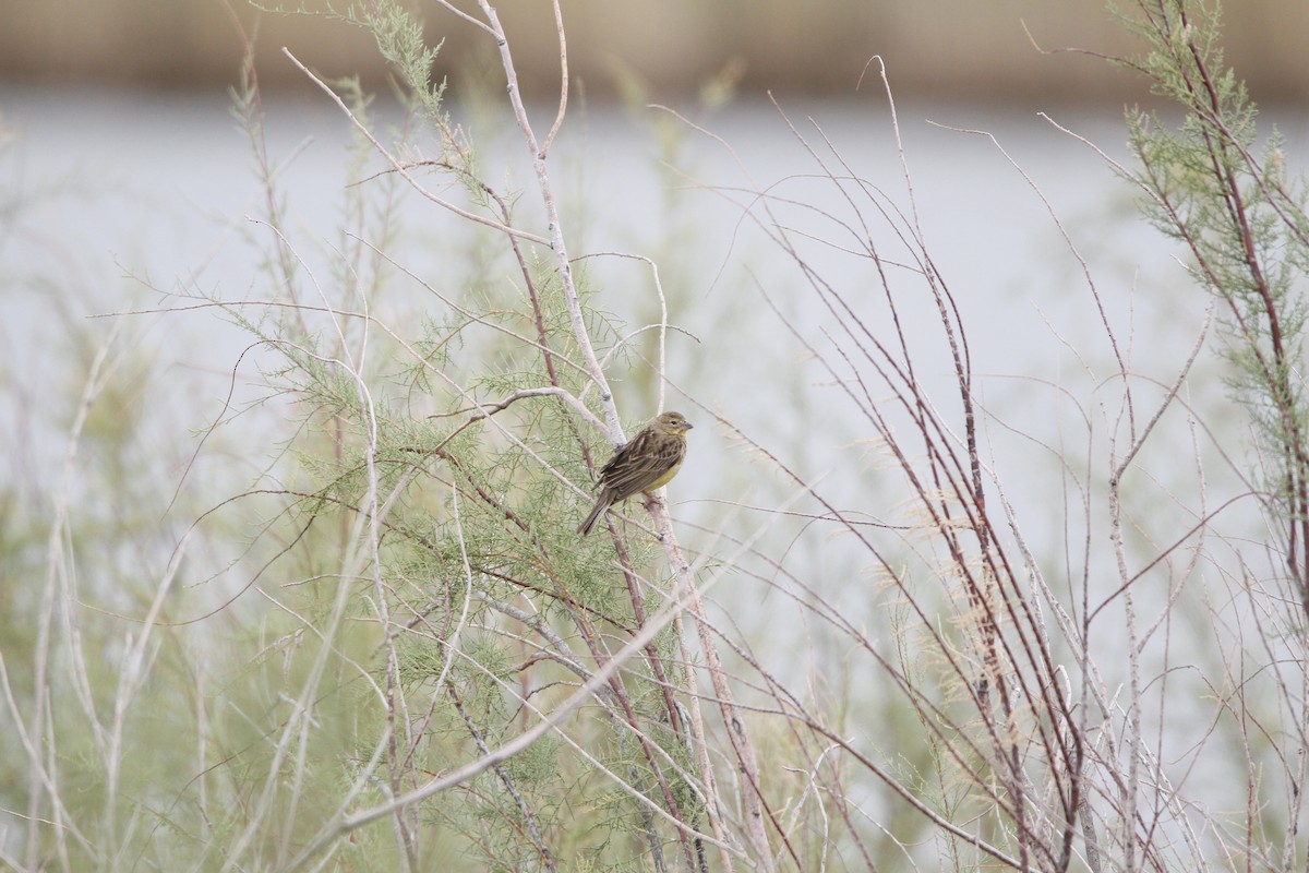 Grassland Yellow-Finch - ML646155015