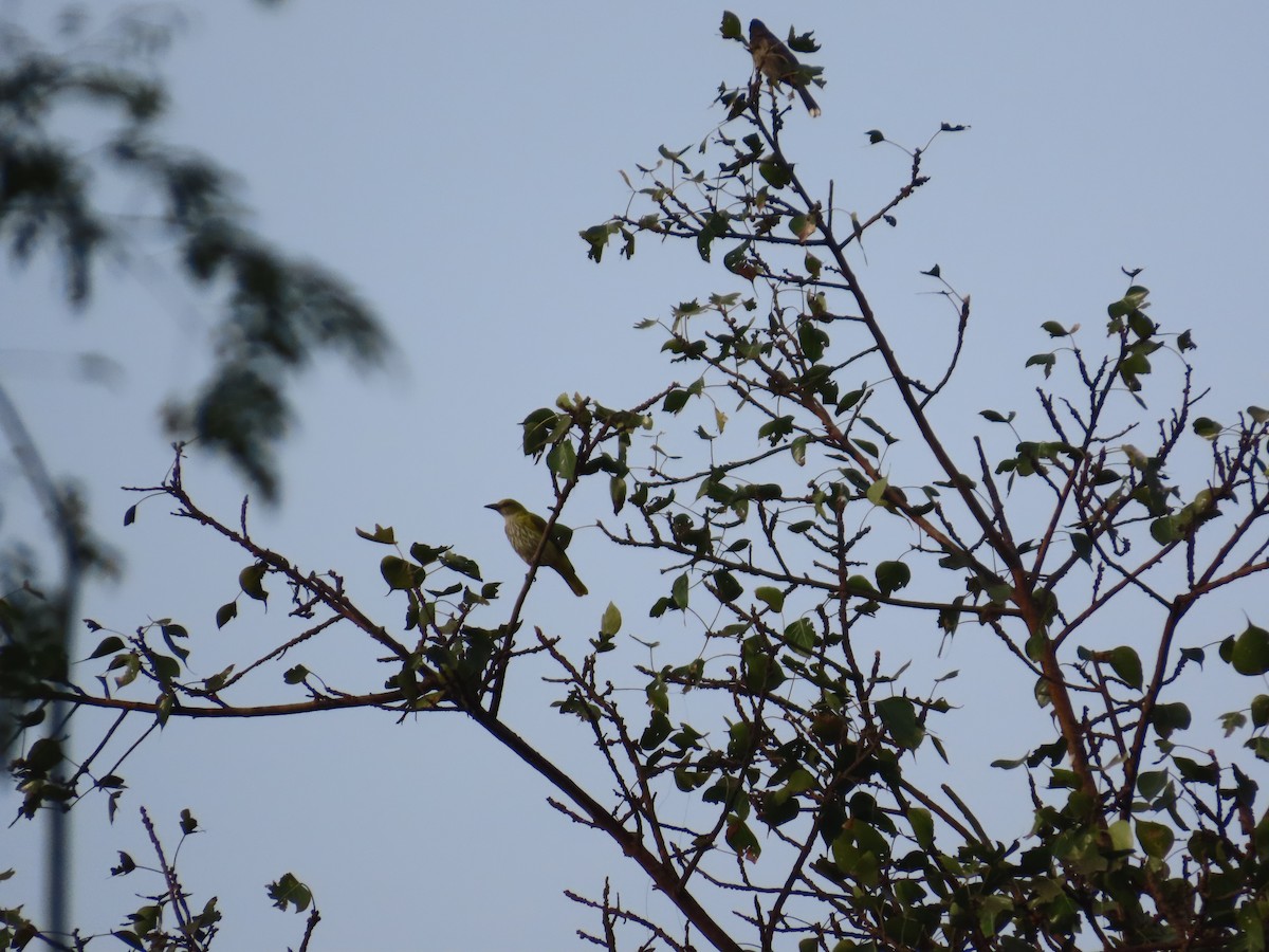 Indian Golden Oriole - ML646155016