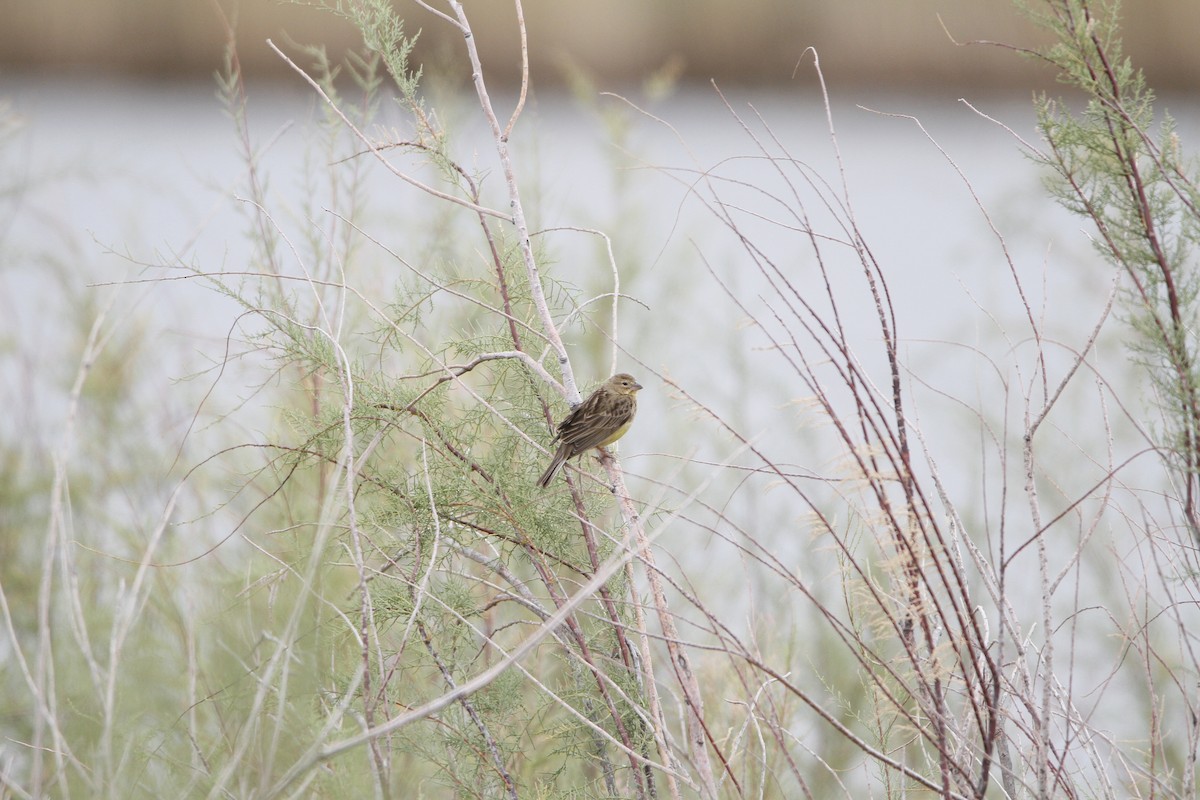 Grassland Yellow-Finch - ML646155019