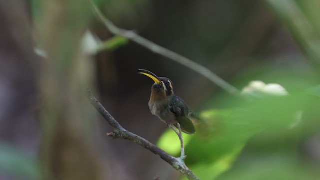 Minute Hermit - ML646155026