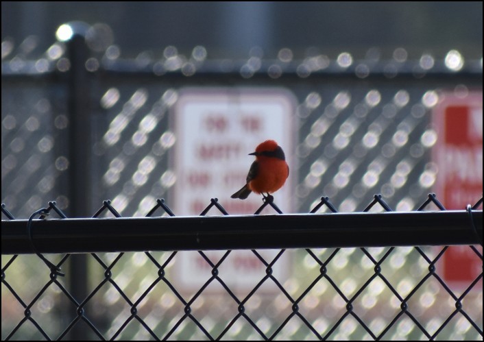 Vermilion Flycatcher - ML646155049