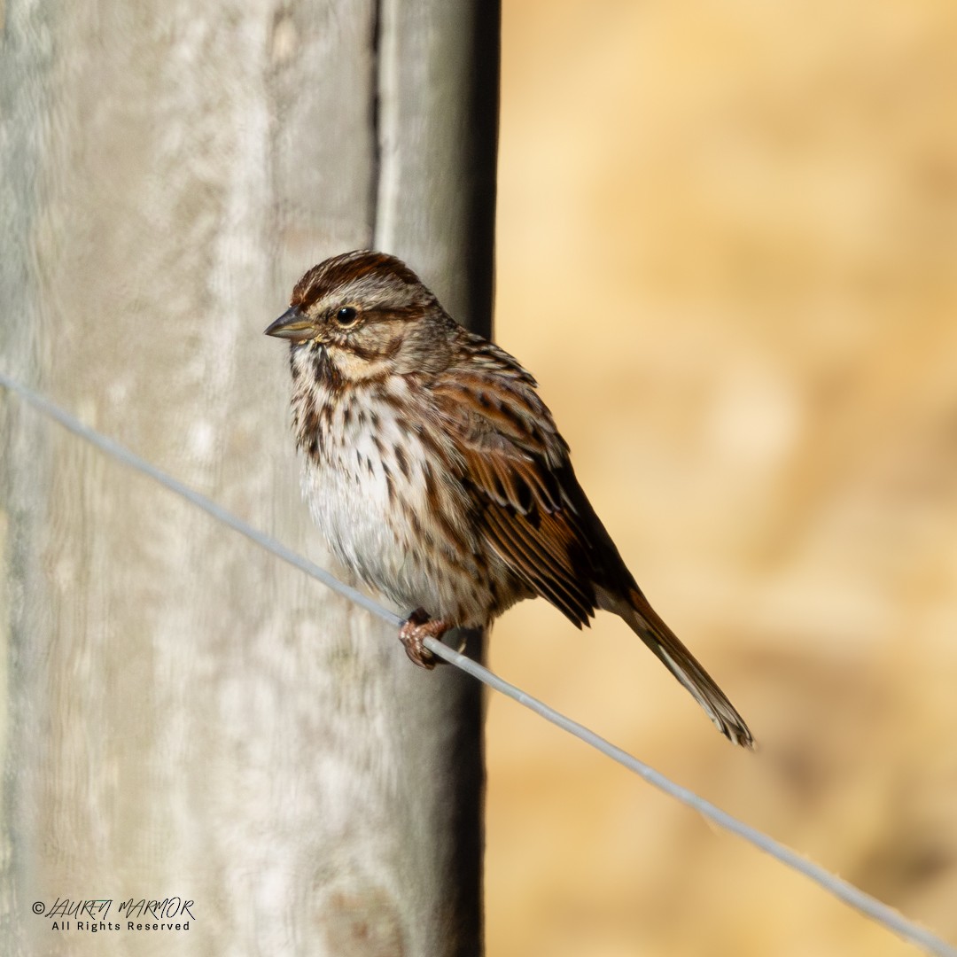 Пасовка співоча - ML646155051