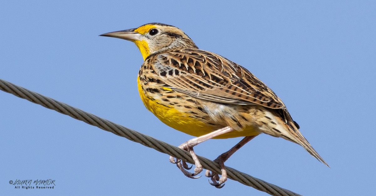 Шпаркос східний - ML646155053