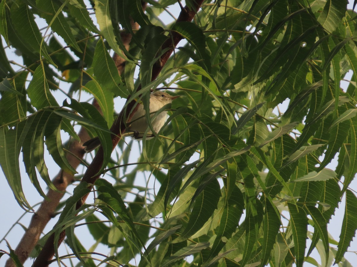 Greenish Warbler - ML646155057