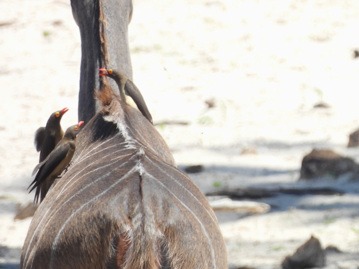 Red-billed Oxpecker - ML646155059