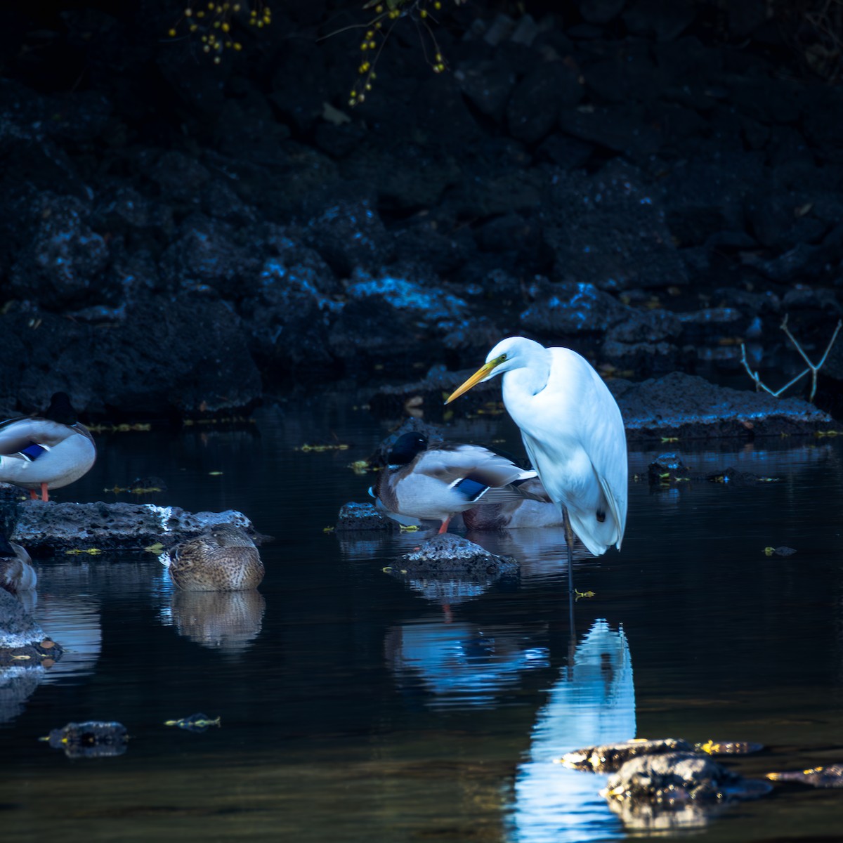 ダイサギ - ML646155063