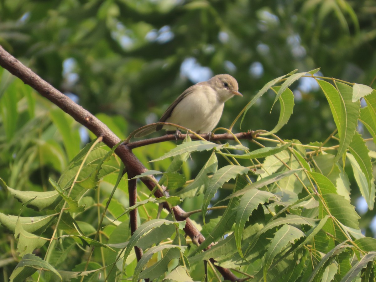 Greenish Warbler - ML646155065