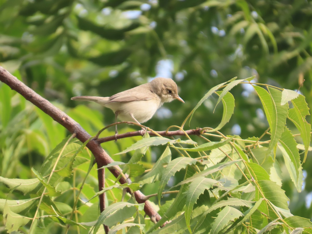 Greenish Warbler - ML646155066