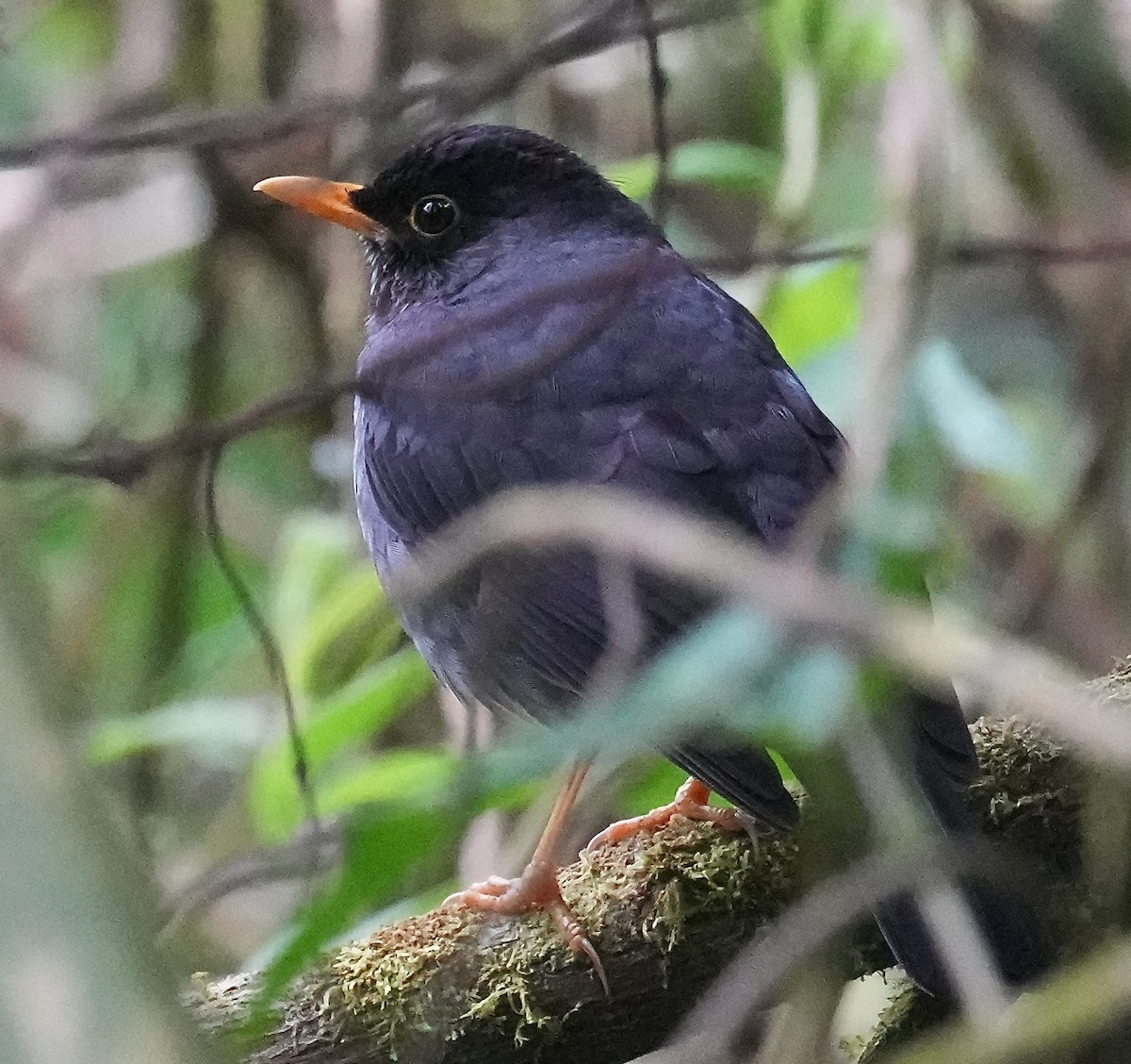 Andean Slaty Thrush - ML646155069