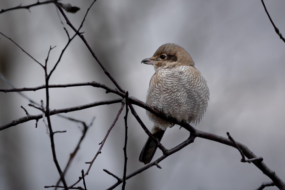 borealvarsler - ML646155071