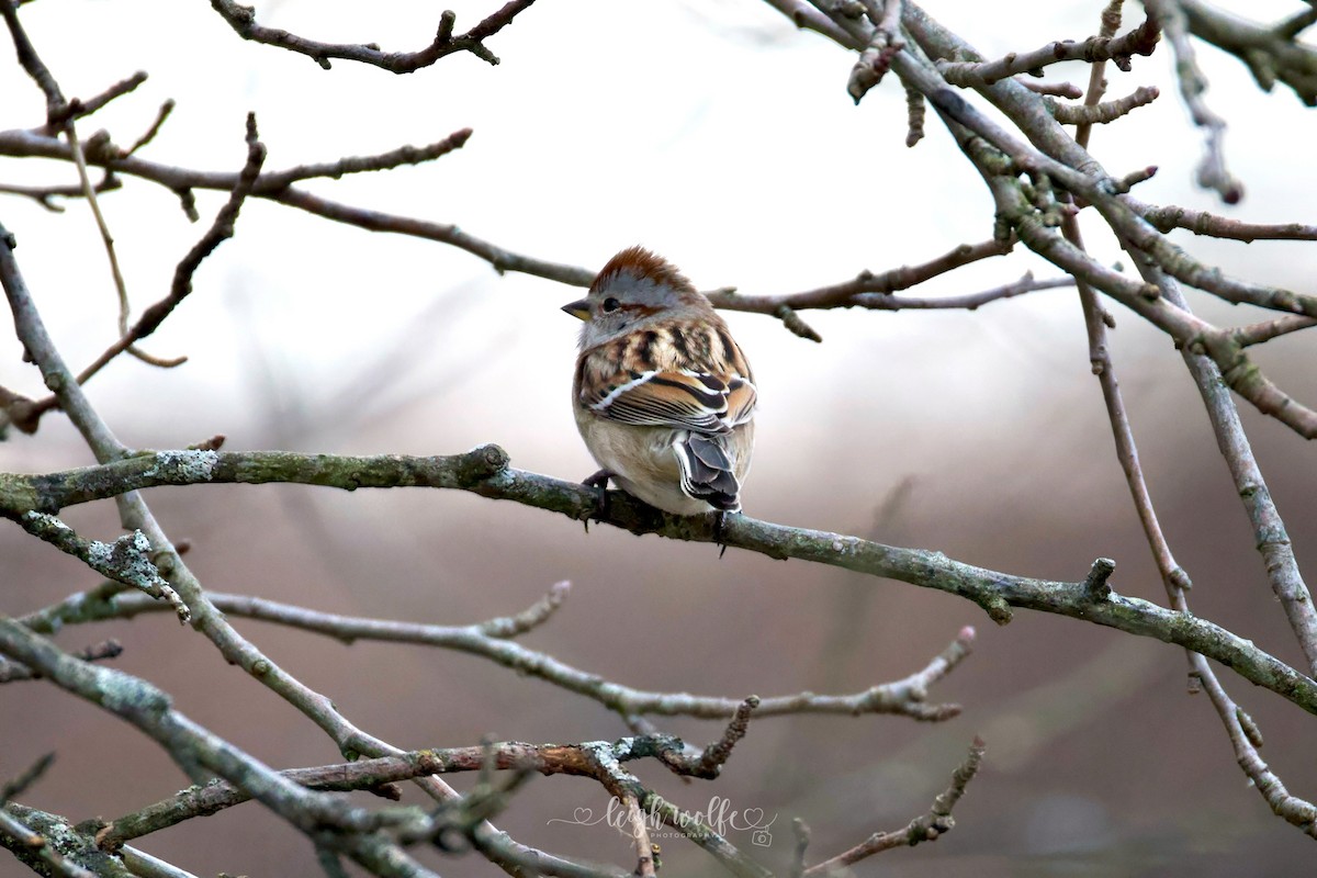 American Tree Sparrow - ML646155074