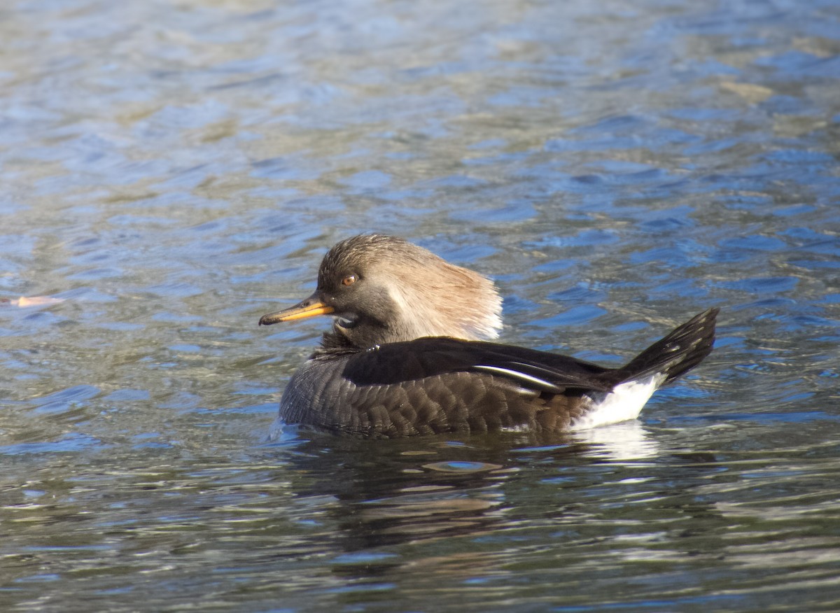 Hooded Merganser - ML646155075