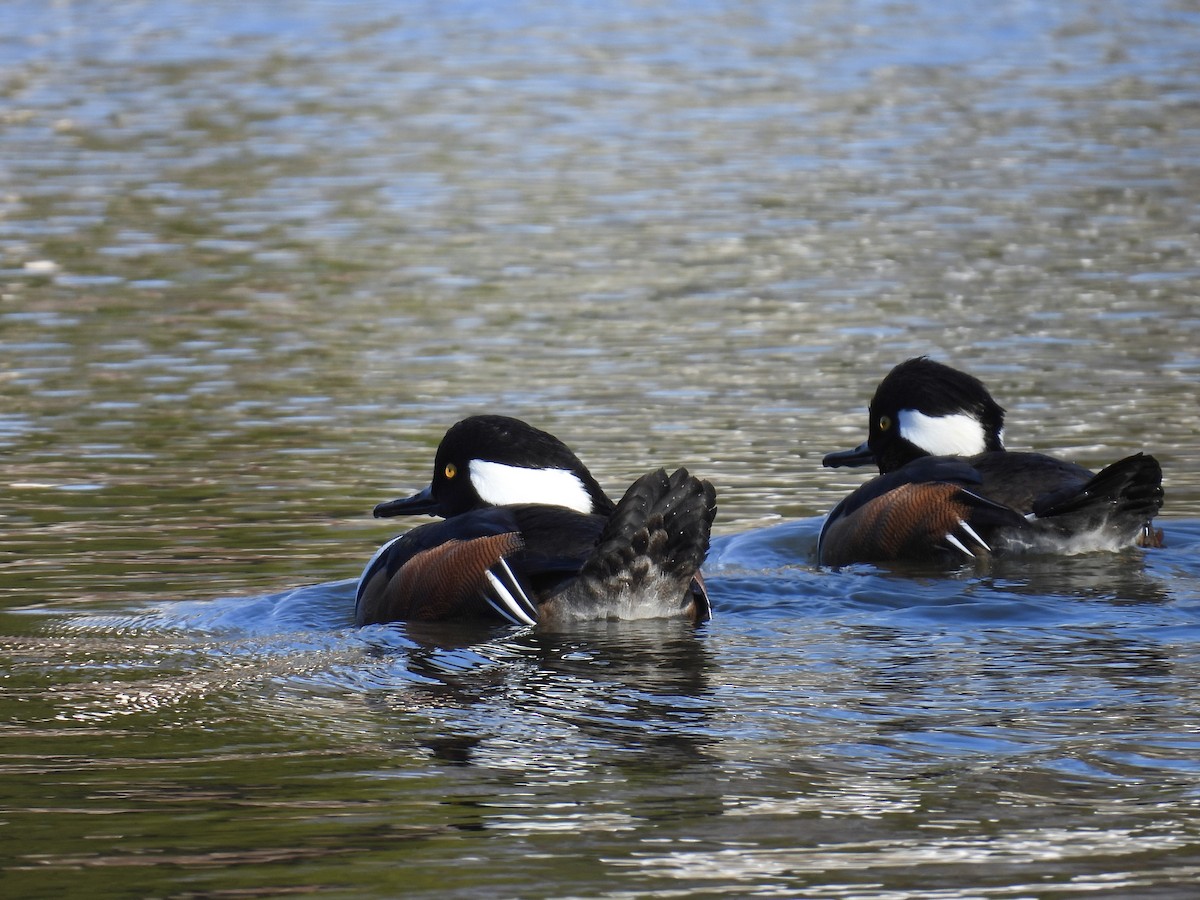 Hooded Merganser - ML646155078