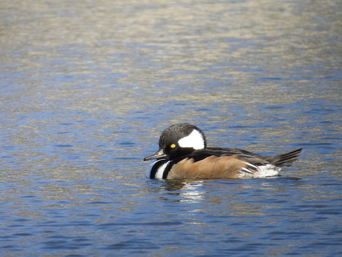Hooded Merganser - ML646155079
