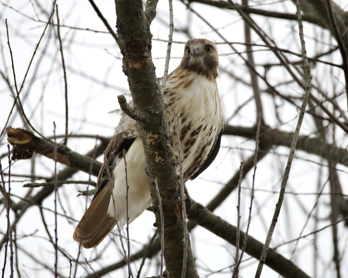 Poiana codarossa - ML646155087