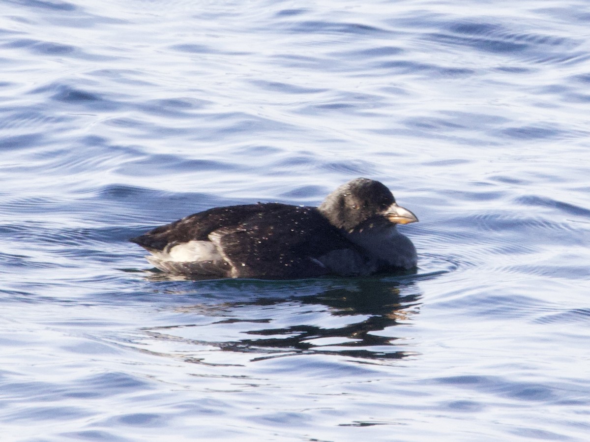 Rhinoceros Auklet - ML646155098
