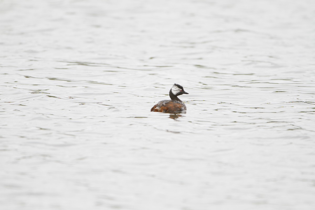 White-tufted Grebe - ML646155100