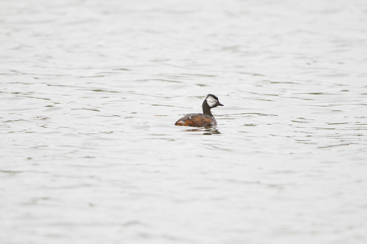 White-tufted Grebe - ML646155101