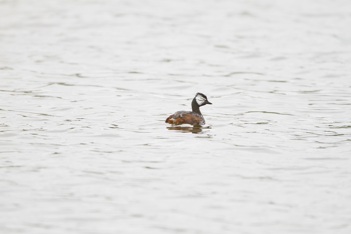 White-tufted Grebe - ML646155102