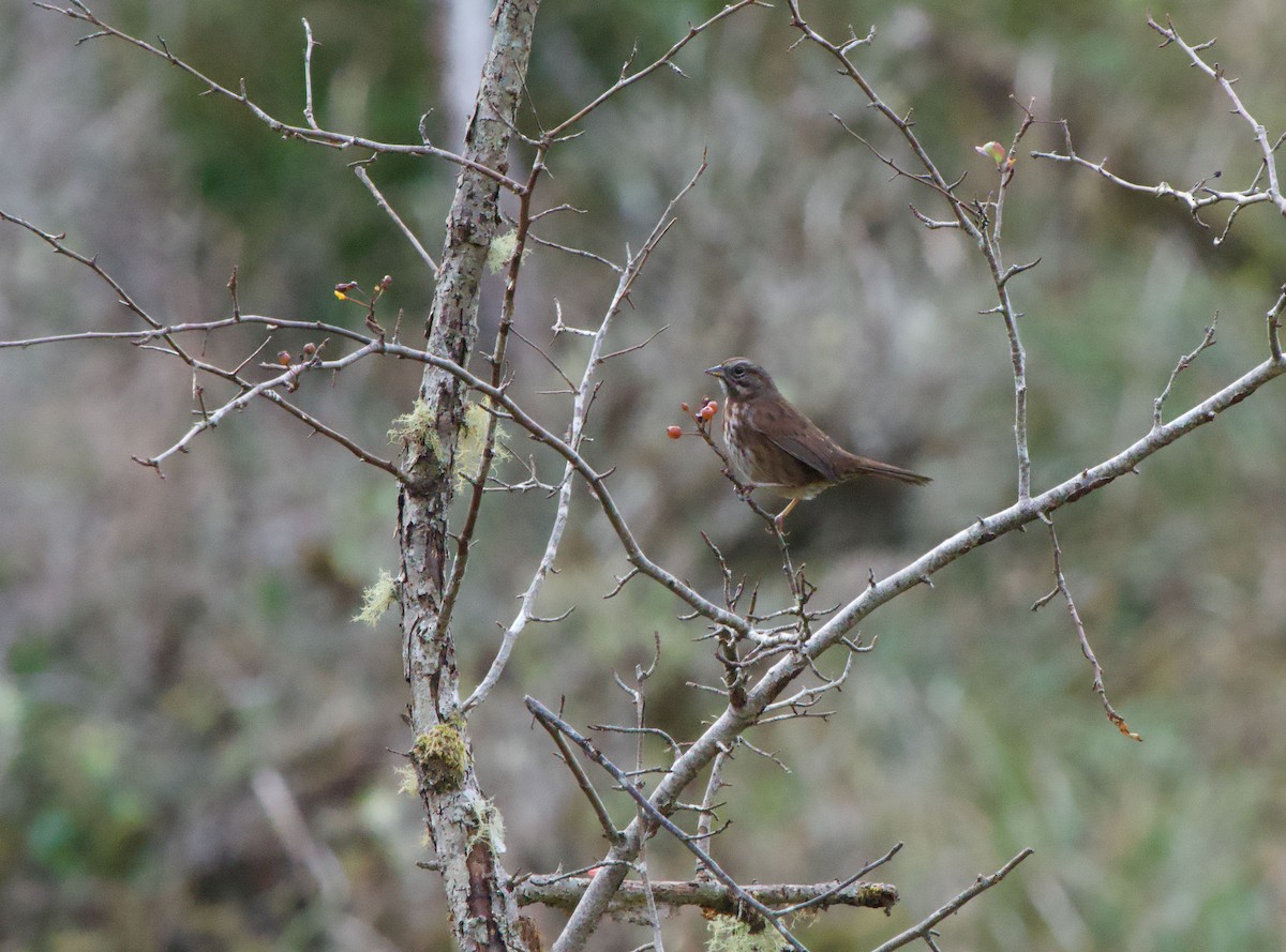Song Sparrow - ML646155106