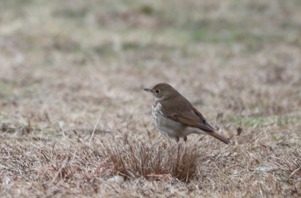Hermit Thrush - ML646155109
