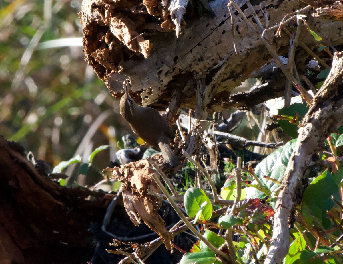 Bewick's Wren - ML646155114