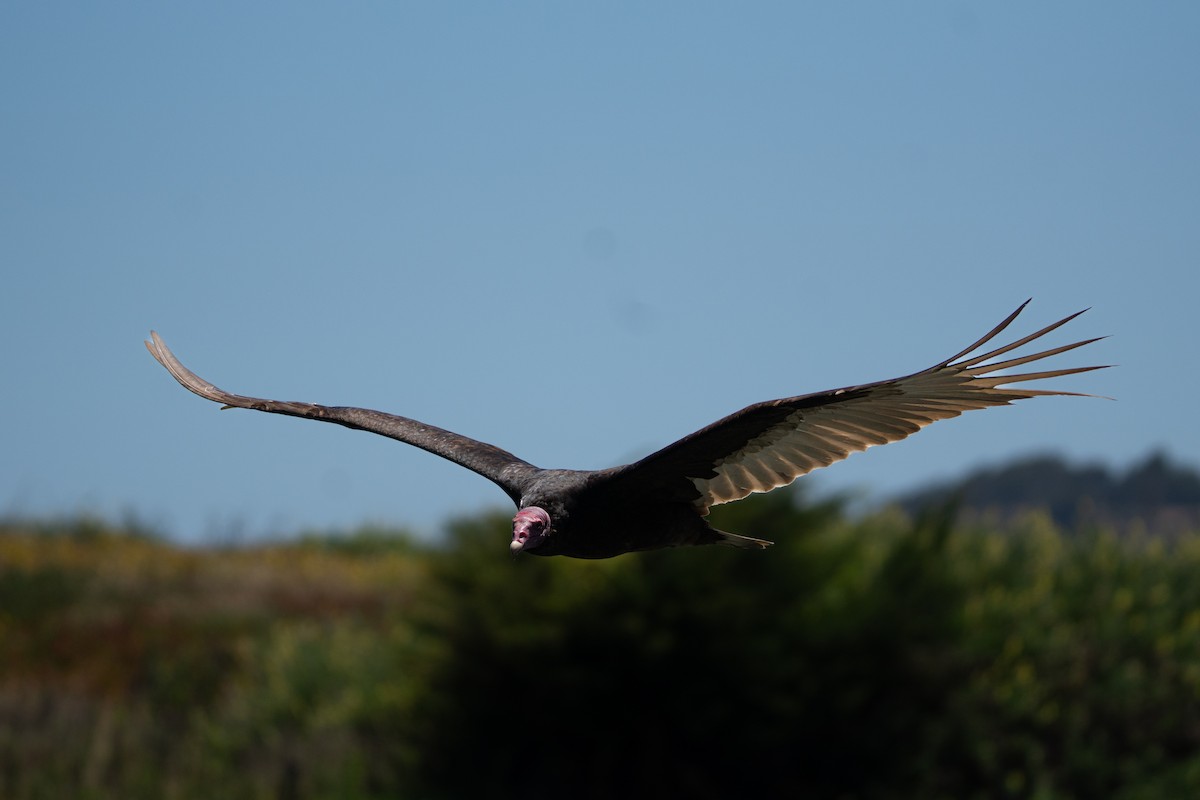 Urubu à tête rouge - ML646155115