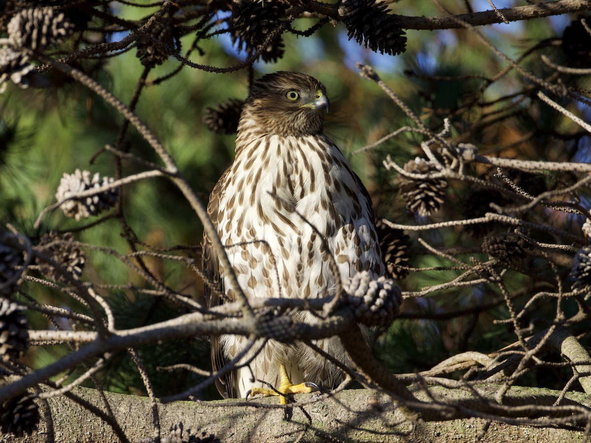 Cooper's Hawk - ML646155120