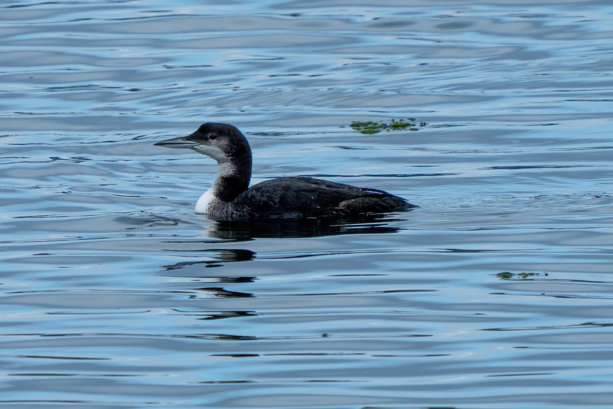 Common Loon - ML646155126