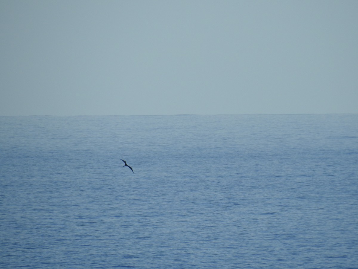 פריגט הדור - ML646155130