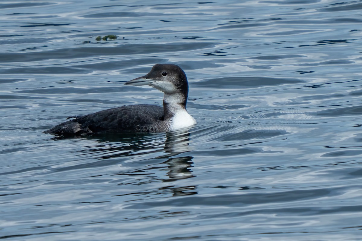 Common Loon - ML646155144