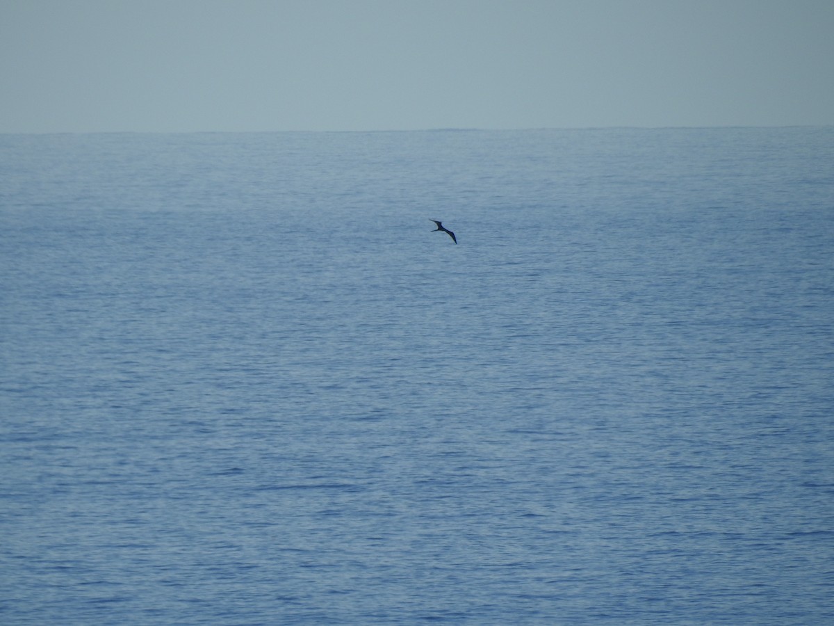 פריגט הדור - ML646155146