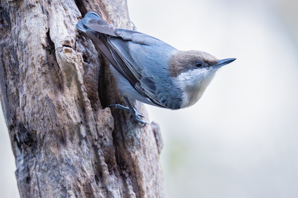 brhlík hnědohlavý - ML646155147