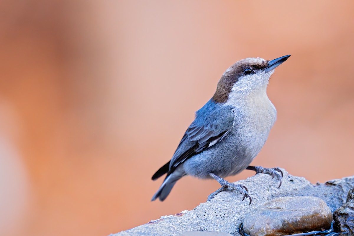 Brown-headed Nuthatch - ML646155148