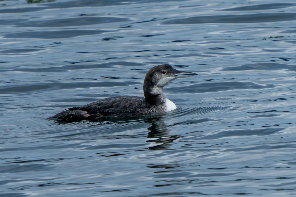 Common Loon - ML646155149