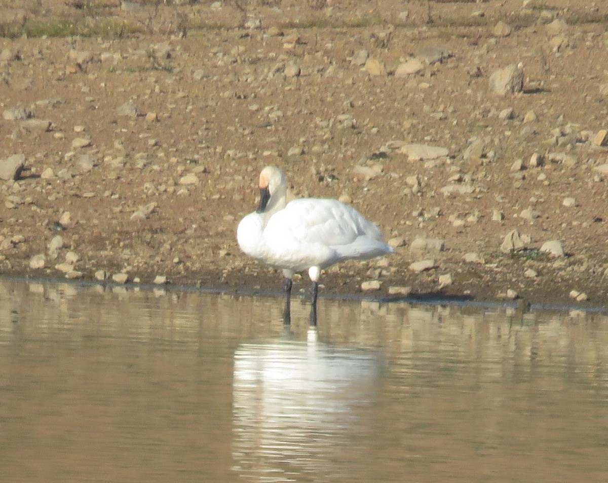 Tundra Swan - ML646155151
