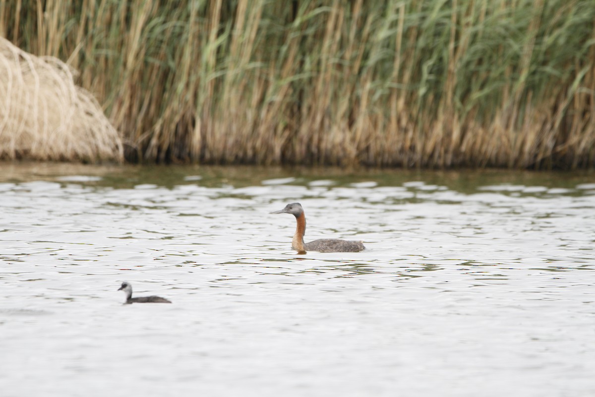 Great Grebe - ML646155157