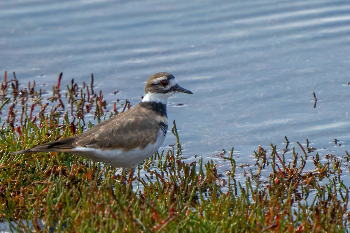 Kildir txirritxoa - ML646155158