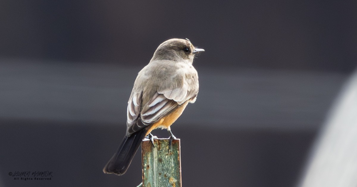 Феб великий - ML646155174