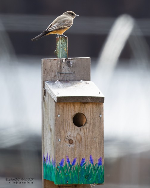 Феб великий - ML646155175