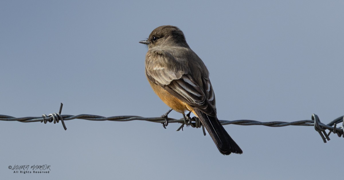 Феб великий - ML646155176