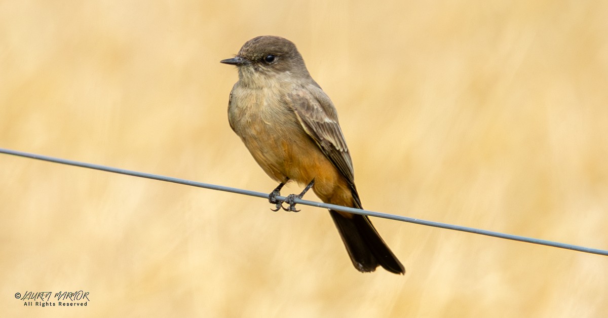 Феб великий - ML646155177