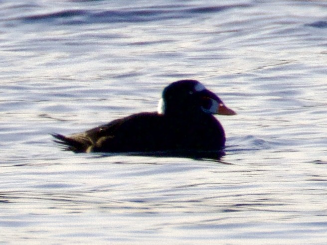 Surf Scoter - ML646155185