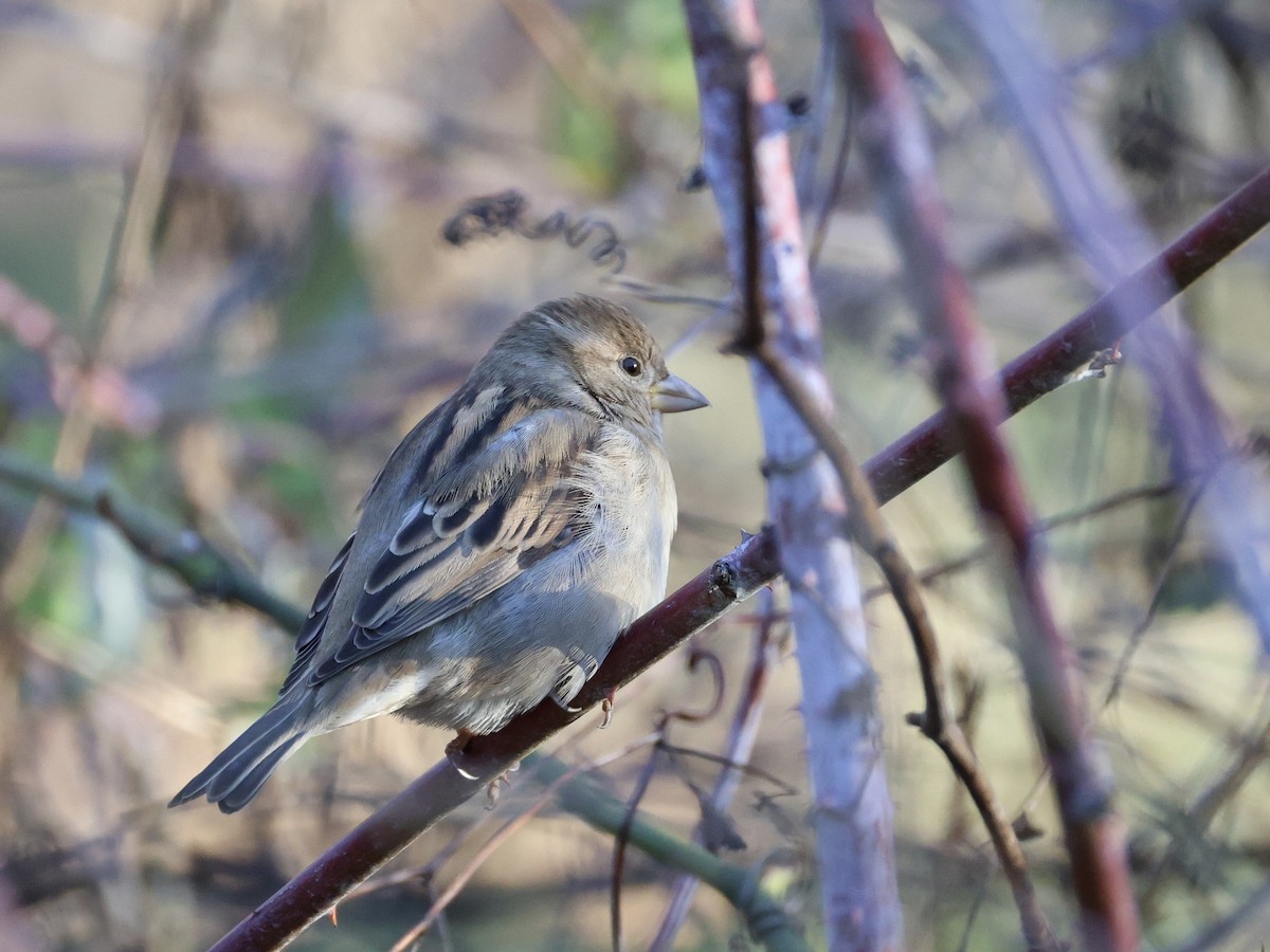 House Sparrow - ML646155190