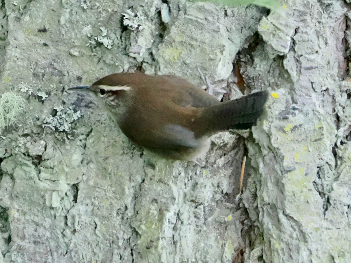 Bewick's Wren - ML646155195