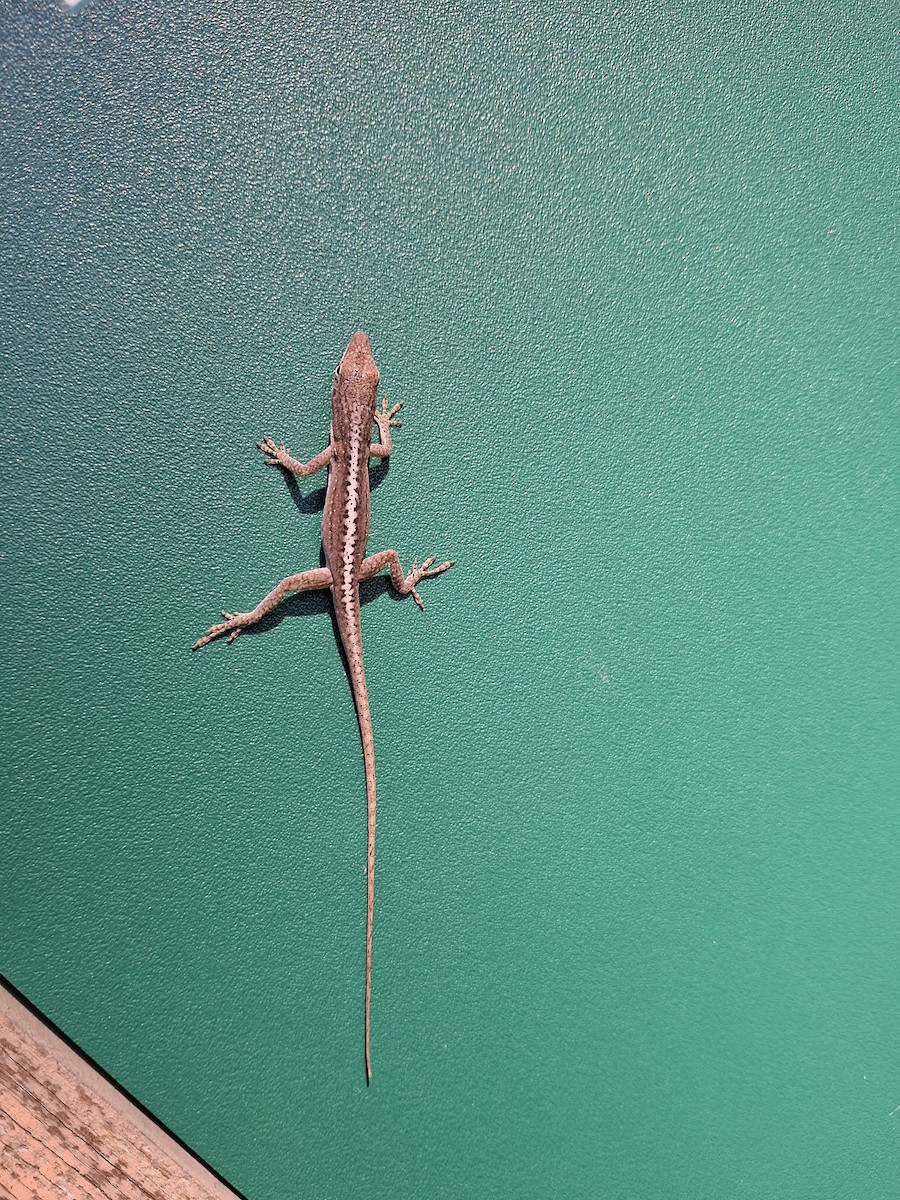 Animals - ML646155196