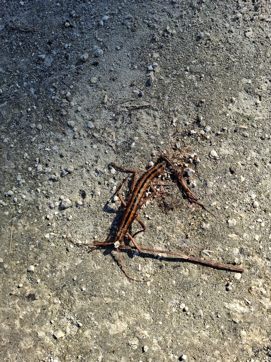 Animals - ML646155197