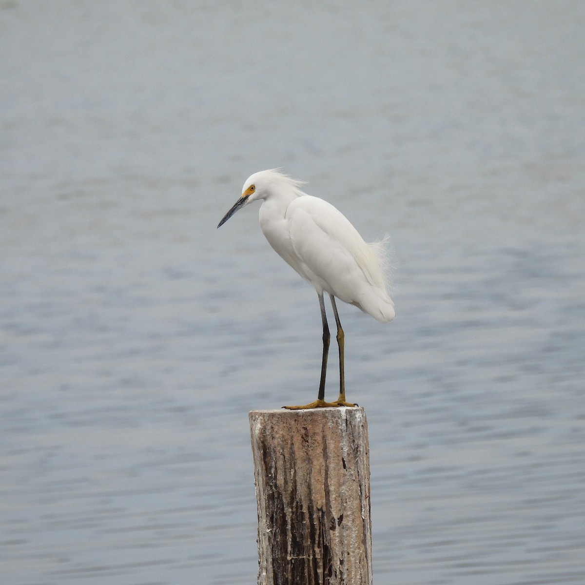 Snowy Egret - ML646155198